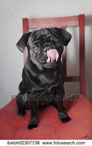"Black pug sitting on a red kitchen chair, licking its snout" View Large Photo Image Stock Photo - "Black pug sitting on a red kitchen chair, licking its snout". Fotosearch