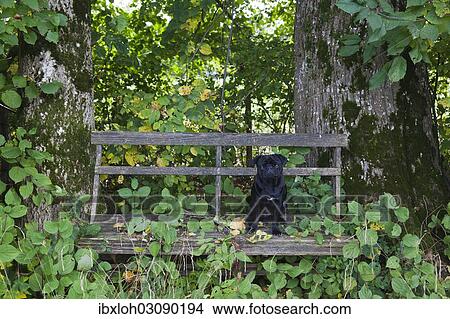 Picture - Black Pug sitting on a weathered wooden bench. Fotosearch