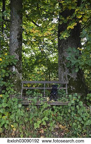 Black Pug sitting on a weathered wooden bench View Large Photo Image Stock Image - Black Pug sitting on a weathered wooden bench. Fotosearch