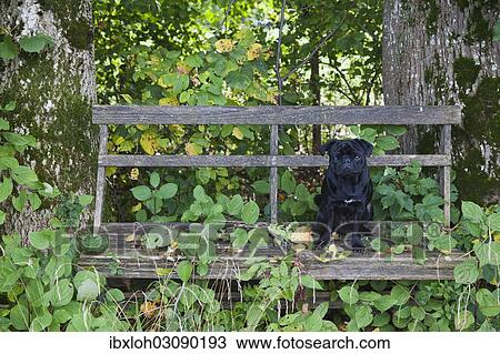 Stock Image - Black Pug sitting on a weathered wooden bench. Fotosearch