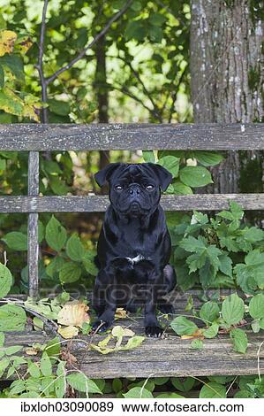 Black Pug sitting on a weathered wooden bench View Large Photo Image Stock Photo - Black Pug sitting on a weathered wooden bench. Fotosearch