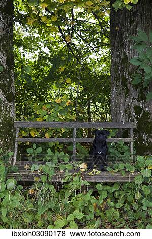 Stock Photo - Black Pug sitting on a weathered wooden bench. Fotosearch