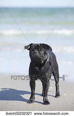 Stock Photo - Black pug standing on a beach. Fotosearch