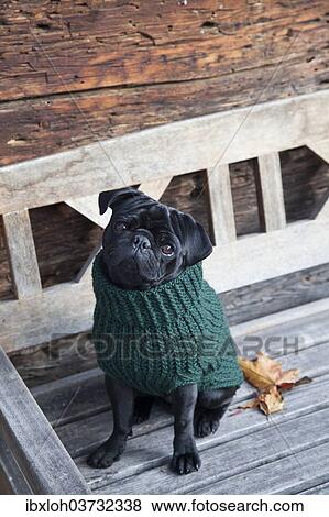 Stock Photo - Black pug wearing a sweater on a wooden bench. Fotosearch