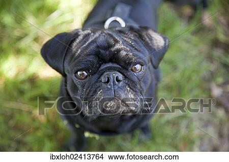 Picture - Black Pug with its face smeared with cow dung. Fotosearch