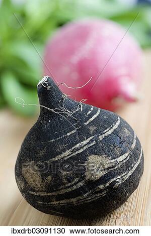 Black radish View Large Photo Image Stock Image - Black radish. Fotosearch
