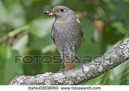 "Black Redstart (Phoenicurus ochruros) with food for young birds, Baden-Wurttemberg, Germany, Europe" View Large Photo Image Stock Image - "Black Redstart (Phoenicurus ochruros) with food for young birds, Baden-Wurttemberg, Germany, Europe". Fotosearch