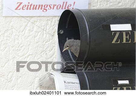 "Black Redstart (Phoenicurus ochruros) breeding in a newspaper letterbox, Kuerten, North Rhine-Westphalia, Germany, Europe" View Large Photo Image Stock Image - "Black Redstart (Phoenicurus ochruros) breeding in a newspaper letterbox, Kuerten, North Rhine-Westphalia, Germany, Europe". Fotosearch