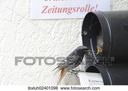 "Black Redstart (Phoenicurus ochruros) breeding in a newspaper letterbox, Kuerten, North Rhine-Westphalia, Germany, Europe" View Large Photo Image Stock Photo - "Black Redstart (Phoenicurus ochruros) breeding in a newspaper letterbox, Kuerten, North Rhine-Westphalia, Germany, Europe". Fotosearch