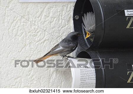 "Black Redstart (Phoenicurus ochruros), breeding in a newspaper letterbox, feeding a nestling" View Large Photo Image Stock Photography - "Black Redstart (Phoenicurus ochruros), breeding in a newspaper letterbox, feeding a nestling". Fotosearch