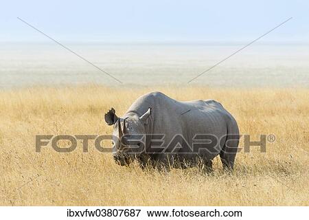 "Black Rhino (Diceros bicornis) at the edge of the Etosha Pan, Etosha National Park, Namibia, Africa" View Large Photo Image Stock Photo - "Black Rhino (Diceros bicornis) at the edge of the Etosha Pan, Etosha National Park, Namibia, Africa". Fotosearch