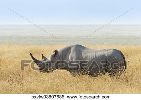 "Black Rhino (Diceros bicornis) at the edge of the Etosha Pan, Etosha National Park, Namibia, Africa" View Large Photo Image Stock Photograph - "Black Rhino (Diceros bicornis) at the edge of the Etosha Pan, Etosha National Park, Namibia, Africa". Fotosearch