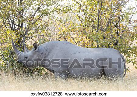 "Black rhino (Diceros bicornis) eating, Etosha National Park, Namibia, Africa" View Large Photo Image Stock Photo - "Black rhino (Diceros bicornis) eating, Etosha National Park, Namibia, Africa". Fotosearch