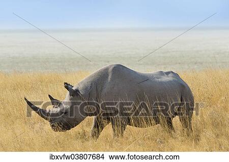 "Black Rhino (Diceros bicornis) grazing at the edge of the Etosha Pan, Etosha National Park, Namibia, Africa" View Large Photo Image Picture - "Black Rhino (Diceros bicornis) grazing at the edge of the Etosha Pan, Etosha National Park, Namibia, Africa". Fotosearch