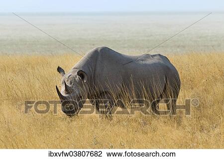 "Black Rhino (Diceros bicornis) grazing at the edge of the Etosha Pan, Etosha National Park, Namibia, Africa" View Large Photo Image Stock Image - "Black Rhino (Diceros bicornis) grazing at the edge of the Etosha Pan, Etosha National Park, Namibia, Africa". Fotosearch