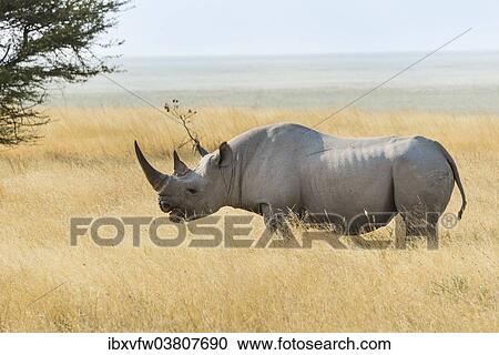 "Black Rhino (Diceros bicornis) grazing at the edge of the Etosha Pan, Etosha National Park, Namibia, Africa" View Large Photo Image Stock Image - "Black Rhino (Diceros bicornis) grazing at the edge of the Etosha Pan, Etosha National Park, Namibia, Africa". Fotosearch