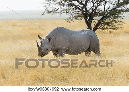 "Black Rhino (Diceros bicornis) grazing at the edge of the Etosha Pan, Etosha National Park, Namibia, Africa" View Large Photo Image Stock Image - "Black Rhino (Diceros bicornis) grazing at the edge of the Etosha Pan, Etosha National Park, Namibia, Africa". Fotosearch
