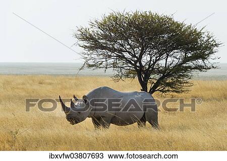 "Black Rhino (Diceros bicornis) grazing at the edge of the Etosha Pan, Etosha National Park, Namibia, Africa" View Large Photo Image Stock Image - "Black Rhino (Diceros bicornis) grazing at the edge of the Etosha Pan, Etosha National Park, Namibia, Africa". Fotosearch