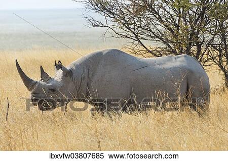 "Black Rhino (Diceros bicornis) grazing at the edge of the Etosha Pan, Etosha National Park, Namibia, Africa" View Large Photo Image Stock Photography - "Black Rhino (Diceros bicornis) grazing at the edge of the Etosha Pan, Etosha National Park, Namibia, Africa". Fotosearch