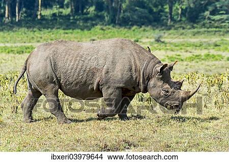 "Black Rhinoceros (Diceros bicornis), Kenya, Africa" View Large Photo Image Picture - "Black Rhinoceros (Diceros bicornis), Kenya, Africa". Fotosearch