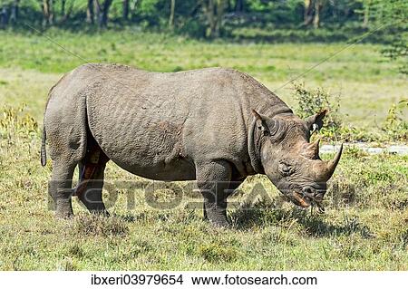 "Black Rhinoceros (Diceros bicornis), Kenya, Africa" View Large Photo Image Picture - "Black Rhinoceros (Diceros bicornis), Kenya, Africa". Fotosearch
