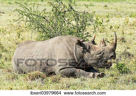 "Black Rhinoceros (Diceros bicornis), Kenya, Africa" View Large Photo Image Picture - "Black Rhinoceros (Diceros bicornis), Kenya, Africa". Fotosearch