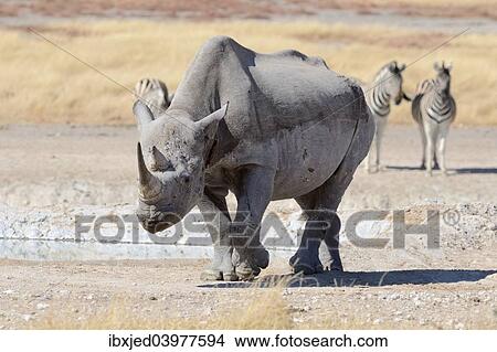 "Black Rhinoceros (Diceros bicornis), male walking, and Burchell's Zebras (Equus burchelli), at waterhole, Etosha National Park, Namibia, Africa" View Large Photo Image Picture - "Black Rhinoceros (Diceros bicornis), male walking, and Burchell's Zebras (Equus burchelli), at waterhole, Etosha National Park, Namibia, Africa". Fotosearch