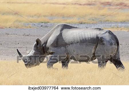 "Black Rhinoceros (Diceros bicornis), male, walking in dry grass, Etosha National Park, Namibia, Africa" View Large Photo Image Picture - "Black Rhinoceros (Diceros bicornis), male, walking in dry grass, Etosha National Park, Namibia, Africa". Fotosearch