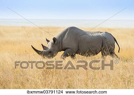 "Black rhinoceros (Diceros bicornis), Etosha Pan, Etosha National Park, Namibia, Africa" View Large Photo Image Picture - "Black rhinoceros (Diceros bicornis), Etosha Pan, Etosha National Park, Namibia, Africa". Fotosearch