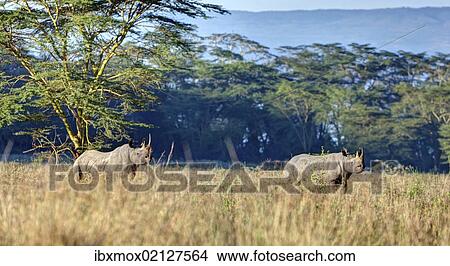 Picture - "Black rhinoceros (Diceros bicornis), Lake Nakuru National Park, Kenya, East Africa, Africa, PublicGround, Africa". Fotosearch