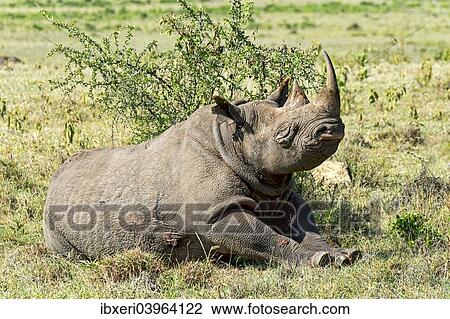"Black Rhinoceros (Diceros bicornis), Lake Nakuru, Kenya, Africa" View Large Photo Image Stock Image - "Black Rhinoceros (Diceros bicornis), Lake Nakuru, Kenya, Africa". Fotosearch