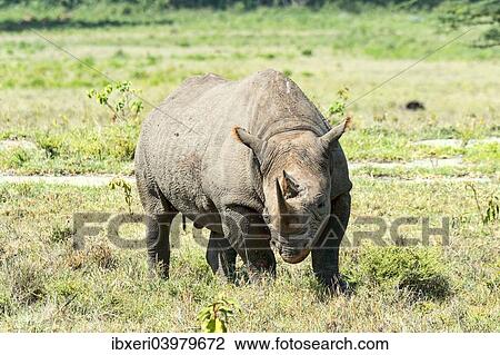 Stock Image - "Black Rhinoceros (Diceros bicornis), Kenya, Africa". Fotosearch