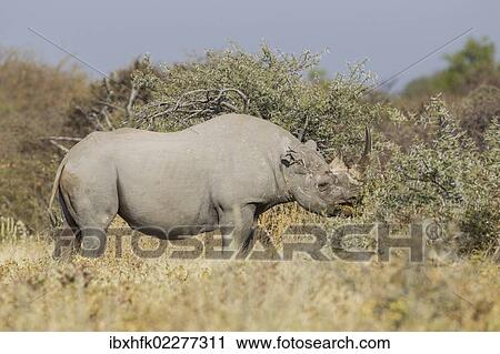 Stock Image - "Black rhinoceros (Diceros bicornis), Etosha National Park, Namibia, Africa". Fotosearch