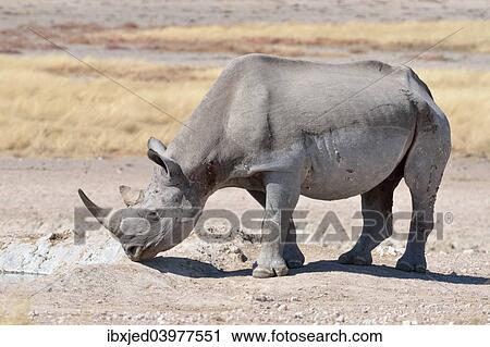 Stock Image - "Black Rhinoceros (Diceros bicornis), male, Etosha National Park, Namibia, Africa". Fotosearch