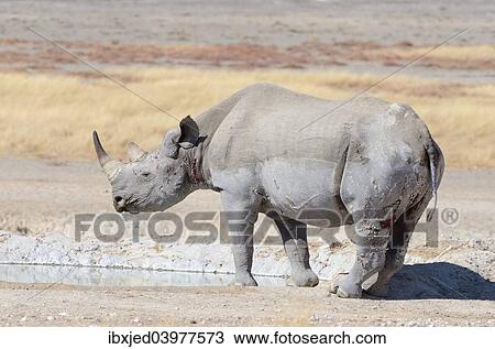 "Black Rhinoceros (Diceros bicornis), male, at waterhole, Etosha National Park, Namibia, Africa" View Large Photo Image Stock Image - "Black Rhinoceros (Diceros bicornis), male, at waterhole, Etosha National Park, Namibia, Africa". Fotosearch