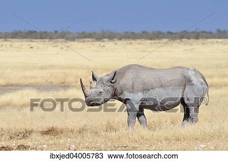 "Black Rhinoceros (Diceros bicornis), adult male, standing in dry grass, Etosha National Park, Namibia, Africa" View Large Photo Image Stock Image - "Black Rhinoceros (Diceros bicornis), adult male, standing in dry grass, Etosha National Park, Namibia, Africa". Fotosearch