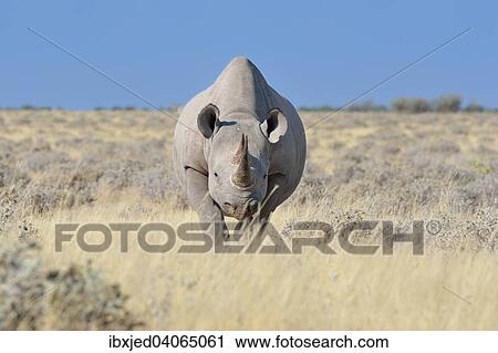 "Black Rhinoceros (Diceros bicornis), male walking in dry grass, Etosha National Park, Namibia, Africa" View Large Photo Image Stock Image - "Black Rhinoceros (Diceros bicornis), male walking in dry grass, Etosha National Park, Namibia, Africa". Fotosearch