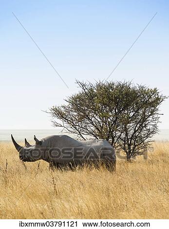 "Black rhinoceros (Diceros bicornis), Etosha National Park, Namibia, Africa" View Large Photo Image Stock Image - "Black rhinoceros (Diceros bicornis), Etosha National Park, Namibia, Africa". Fotosearch