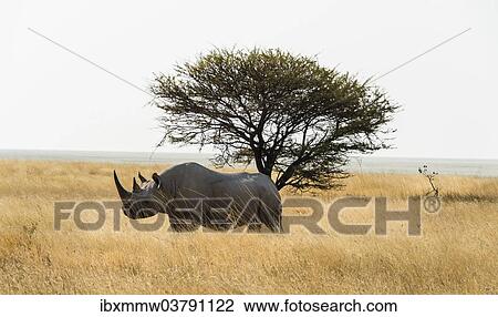"Black rhinoceros (Diceros bicornis), Etosha Pan, Etosha National Park, Namibia, Africa" View Large Photo Image Stock Image - "Black rhinoceros (Diceros bicornis), Etosha Pan, Etosha National Park, Namibia, Africa". Fotosearch