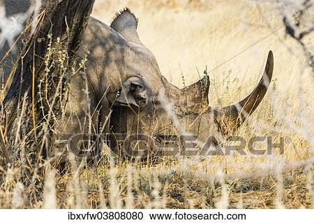 Stock Image - "Black Rhinoceros (Diceros bicornis) sleeping camouflaged in the bushes, Etosha National Park, Namibia, Africa". Fotosearch