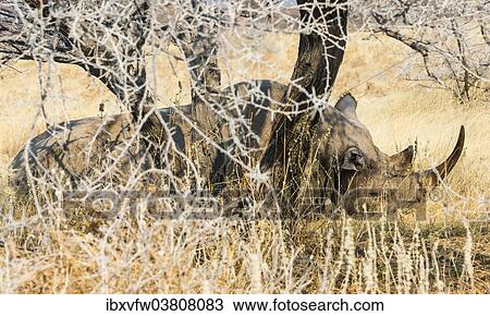 "Black Rhinoceros (Diceros bicornis) sleeping camouflaged in the bushes, Etosha National Park, Namibia, Africa" View Large Photo Image Stock Image - "Black Rhinoceros (Diceros bicornis) sleeping camouflaged in the bushes, Etosha National Park, Namibia, Africa". Fotosearch