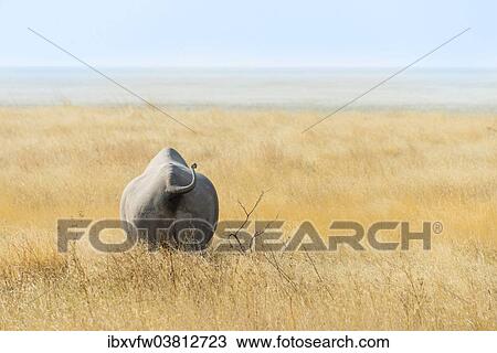 "Black Rhinoceros (Diceros bicornis) walking through dry grass at the edge of the Etosha Pan, Etosha National Park, Namibia, Africa" View Large Photo Image Stock Image - "Black Rhinoceros (Diceros bicornis) walking through dry grass at the edge of the Etosha Pan, Etosha National Park, Namibia, Africa". Fotosearch