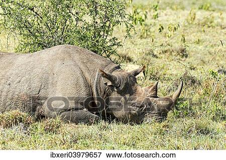 "Black Rhinoceros (Diceros bicornis), Kenya, Africa" View Large Photo Image Stock Photo - "Black Rhinoceros (Diceros bicornis), Kenya, Africa". Fotosearch