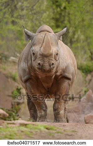 "Black Rhinoceros (Diceros bicornis), captive, Saxony-Anhalt, Germany, Europe" View Large Photo Image Stock Photo - "Black Rhinoceros (Diceros bicornis), captive, Saxony-Anhalt, Germany, Europe". Fotosearch