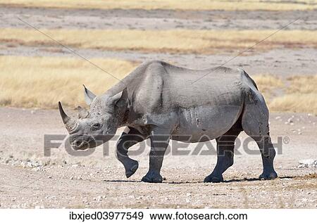 "Black Rhinoceros (Diceros bicornis), male, Etosha National Park, Namibia, Africa" View Large Photo Image Stock Photo - "Black Rhinoceros (Diceros bicornis), male, Etosha National Park, Namibia, Africa". Fotosearch