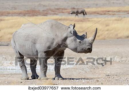 "Black Rhinoceros (Diceros bicornis), male, Etosha National Park, Namibia, Africa" View Large Photo Image Stock Photo - "Black Rhinoceros (Diceros bicornis), male, Etosha National Park, Namibia, Africa". Fotosearch