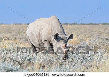 "Black Rhinoceros (Diceros bicornis), male walking in dry grass, Etosha National Park, Namibia, Africa" View Large Photo Image Stock Photo - "Black Rhinoceros (Diceros bicornis), male walking in dry grass, Etosha National Park, Namibia, Africa". Fotosearch