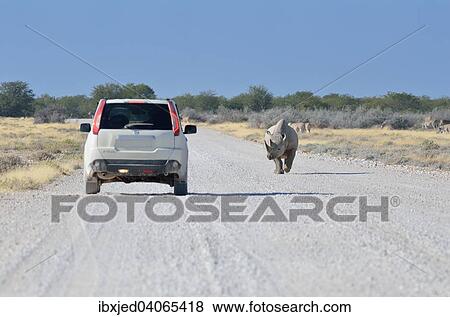 "Black Rhinoceros (Diceros bicornis), male walking on a dirt track, in front of a stopped car, Etosha National Park, Namibia, Africa" View Large Photo Image Stock Photo - "Black Rhinoceros (Diceros bicornis), male walking on a dirt track, in front of a stopped car, Etosha National Park, Namibia, Africa". Fotosearch
