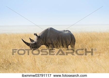 "Black rhinoceros (Diceros bicornis), Etosha Pan, Etosha National Park, Namibia, Africa" View Large Photo Image Stock Photo - "Black rhinoceros (Diceros bicornis), Etosha Pan, Etosha National Park, Namibia, Africa". Fotosearch