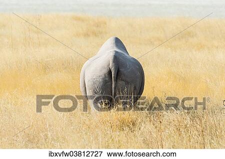 "Black Rhinoceros (Diceros bicornis) walking through dry grass at the edge of the Etosha Pan, Etosha National Park, Namibia, Africa" View Large Photo Image Stock Photo - "Black Rhinoceros (Diceros bicornis) walking through dry grass at the edge of the Etosha Pan, Etosha National Park, Namibia, Africa". Fotosearch